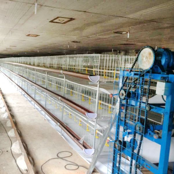 肉雞半自動清糞機(jī)